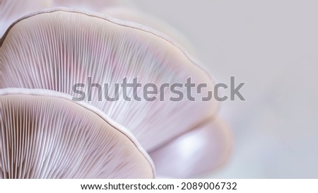Mushroom texture pattern for design and decoration. Mushrooms macro. Edible mushrooms texture. Oyster mushroom pattern. Royalty-Free Stock Photo #2089006732