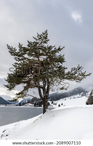 Snow and evergreen tree standing on the waterfront of a mountain lake, Switzerland