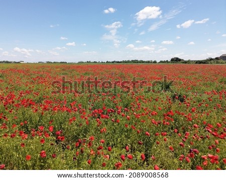 Meadow of common poppy -  Papaver rhoeas. Wonderful field of blooming red flowers. Beautiful landscape, horizon and blue sky in the background