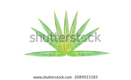 The bamboo leaves are arranged alternately vertically. isolated on white background with clipping path