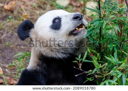 close up portrait of a Giant panda (Ailuropoda melanoleuca) at habitat