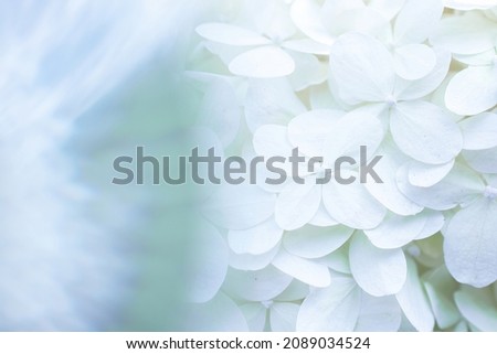 Delicate photo of white lupine flowers with blurred edges. Selective focus