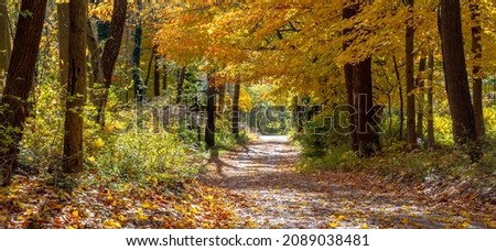 Curving road covered in a carpet of fallen leaves, leads you through a tunnel of yellow, green and gold
