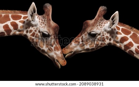 Beautiful Couple Giraffe Kiss On The Black Background 