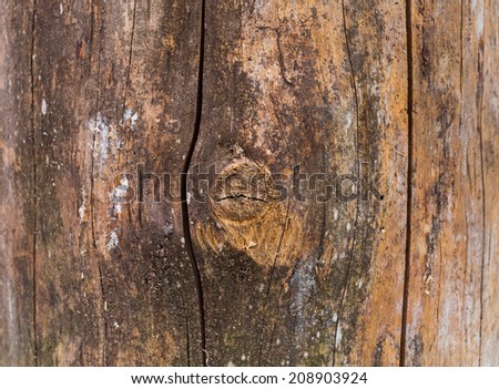 Old wood log texture background