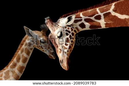 Cute Baby Giraffe Playing With Mother Giraffe On The Black Background