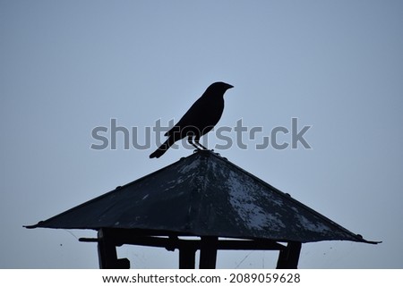 Bird silhouette with sky background