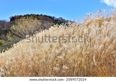 Japanese pampas grass and blue sky. Autumn concept.
