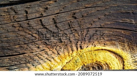 Dry texture of old wood. High resolution backgrounds and patterns. Weathered wood.