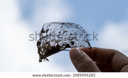 Transparent skeleton leaf with beautiful texture on a blue sky background, Bright expressive artistic image nature, free space.