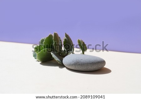 Minimal modern product display on textured background with succulent color of the year 2022 blue very peri