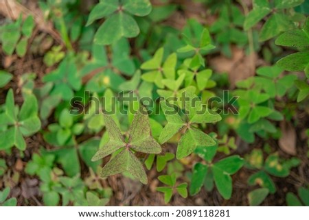 Macro photo of wild flower and three leaf clover on the park when spring time. the photos is perfect for pamphlet, nature poster, nature promotion and traveler.  