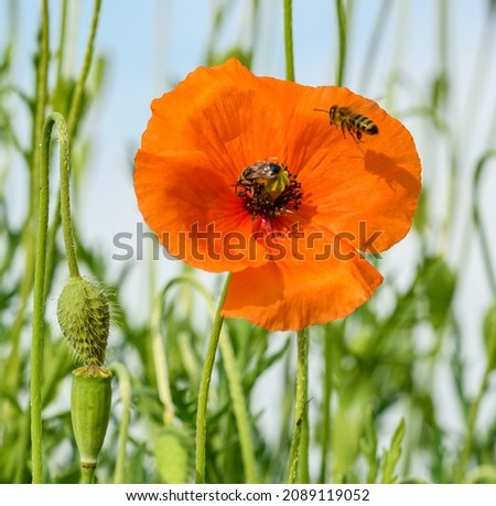 bee pollinating red wild poppy flower