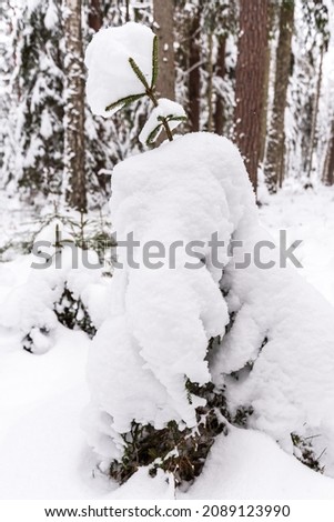 One separate small spruce tree is covered with snow in the forest on a winter day.