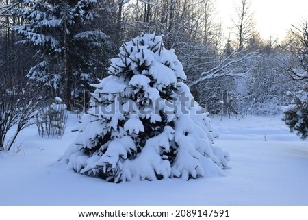 trees in the snow in the winter forest