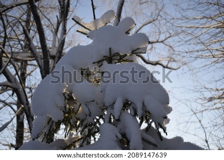 trees in the snow in the winter forest