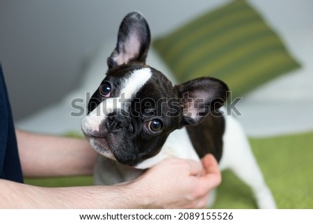 Closeup of cute pied French Bulldog puppy looking up with head tilted while being petted Royalty-Free Stock Photo #2089155526