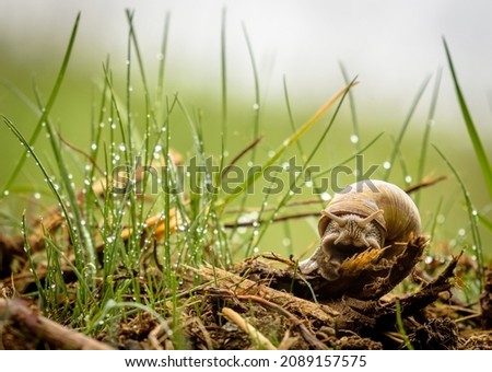 Roman snail on the wet grass