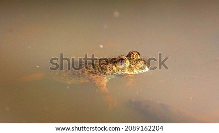 Yellow-bellied toad (Bombina variegata) in Zemplén, Hungary