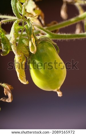Still green tomatoes ripening on the vine in late summer