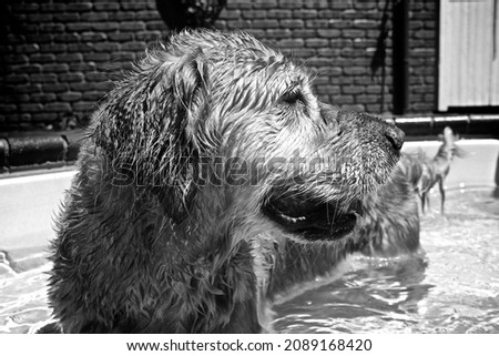 golden retriever summertime fun wet dog pool party 