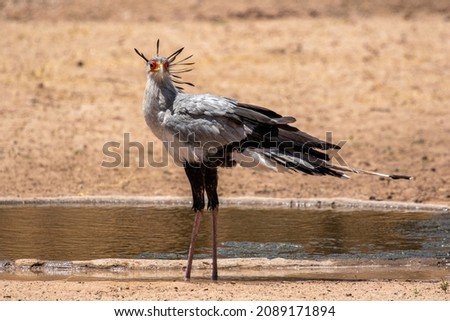 Secretary bird in the Kgalagadi