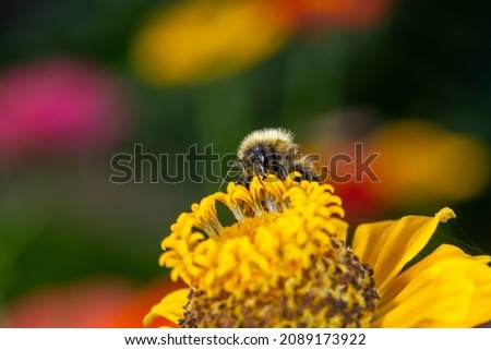 Bumblebee gathering pollen with yellow zinnia flower macro photography on a summer sunny day. Close-up photo of a bee sucking nectar from yellow flower in summertime.