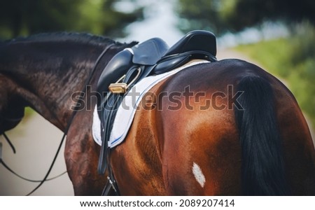 A beautiful bay horse with a dark long tail is wearing sports equipment for equestrian competitions. This saddle, stirrup, bridle and saddle blanket. Royalty-Free Stock Photo #2089207414
