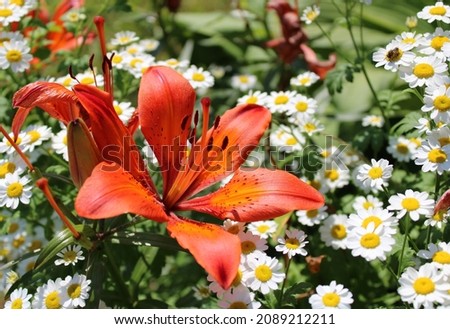 orange lily flower on a background of small daisies