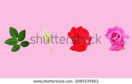 Collection  pink and red roses blossom blooming with green leaf isolated on pastel magenta background for stock photo or advertising product, Beautiful flowers of love, Floral summer