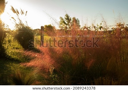 The park at dusk. View of ornamental grass Muhlenbergia capillaris, also known as pink muhly grass, red and pink flowers blooming in the garden at sunset.
