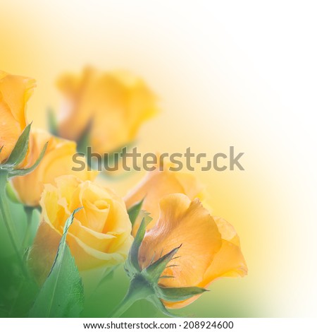 Bouquet of yellow roses, floral background