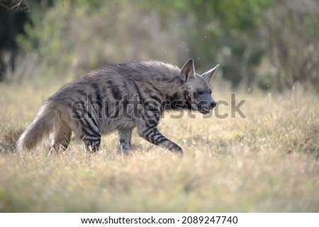 Striped Hyena walking in the grass - Lake Nakuru, Kenya