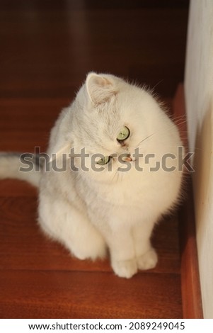 A white cat with green eyes sits on a dark floor near a light wall and looks at something with interest.