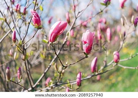 Beautiful flowering on a sunny day, flowering tree - beautiful flowering branch of magnolia in spring - magnolia flower	
