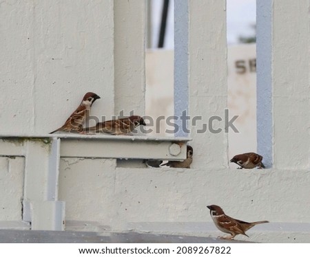 a flock of eurasia tree sparrow birds