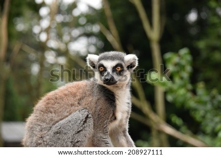 Beautiful lemur posing for the camera.  Stock photo.