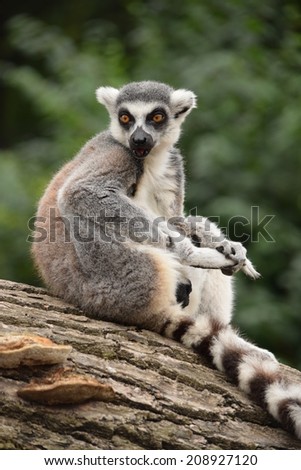 Beautiful lemur posing for the camera.  Stock photo.