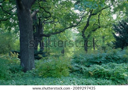 Green forest in Hamburg, Germany, Sustainability concept, big trees, nature beauty in Hamburg, Planten und Blomen park