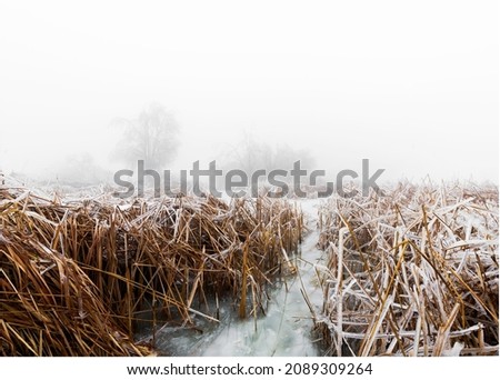 Frozen landscape with reed grass in the Danube Delta