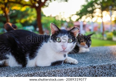 Lovely cats with green eyes and lying on the wall. They are black, white and brown and frowned and staring. The background are trees and the sun in Changhua County Lukang,Taiwan