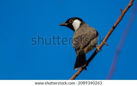 White-eared Bulbul bird with blue sky background perched on a tree branch of the White-eared Bulbul home garden ( Pycnonotus leucotis )