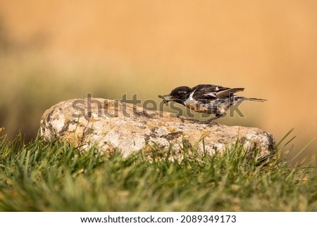 Male stonechat eating a worm on a stone