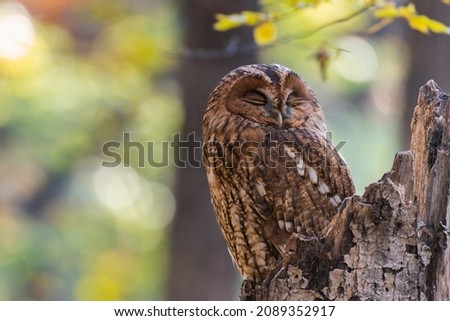 Tawny owl in the autumn forest. Strix aluco. Owl sits on a broken tree trunk and sleeps.