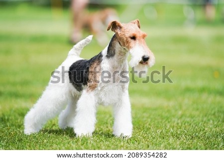 Wired fox terrier posing for the camera on green grass.  Nice sunny summer day.   Royalty-Free Stock Photo #2089354282