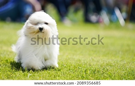 Cute long fur lhasa apso dog running alone on the grass.  Bright sunny summer day Royalty-Free Stock Photo #2089356685