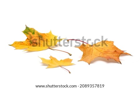 autumn leaves on white background. with shadows, clipping path  for isolation without shadows on white