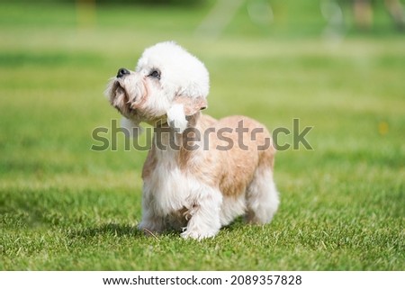 Dandie dinmont terrier dog standing on the grass looking up at the sky.  Bright sunny summer day. Royalty-Free Stock Photo #2089357828