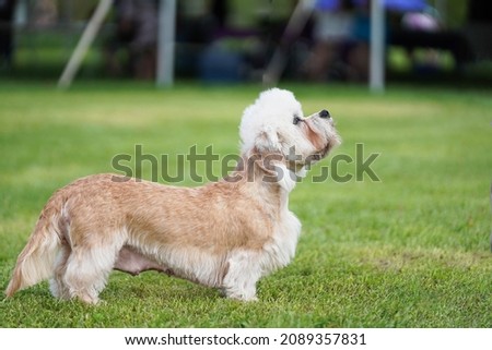 Dandie dinmont terrier dog standing on the grass looking up at the sky.  Bright sunny summer day. Royalty-Free Stock Photo #2089357831