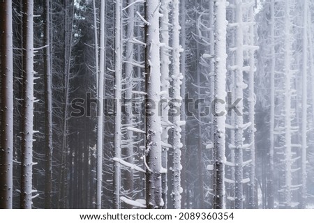 Winter forest. Natural background.  Fog in the winter forest. The forest under the snow. Snow storm.  Picture for wallpaper.